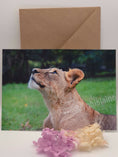 Load image into Gallery viewer, Majestic Lion Greeting Cards