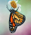 Load image into Gallery viewer, Monarch 3