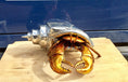 Load image into Gallery viewer, Hermit Crab
