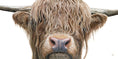Load image into Gallery viewer, Highland Cow - limited edition giclée canvas print