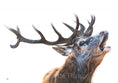 Load image into Gallery viewer, Bellowing Stag fine art giclée print