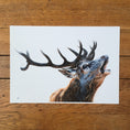 Load image into Gallery viewer, Bellowing Stag fine art giclée print