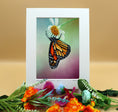 Load image into Gallery viewer, Monarch 1
