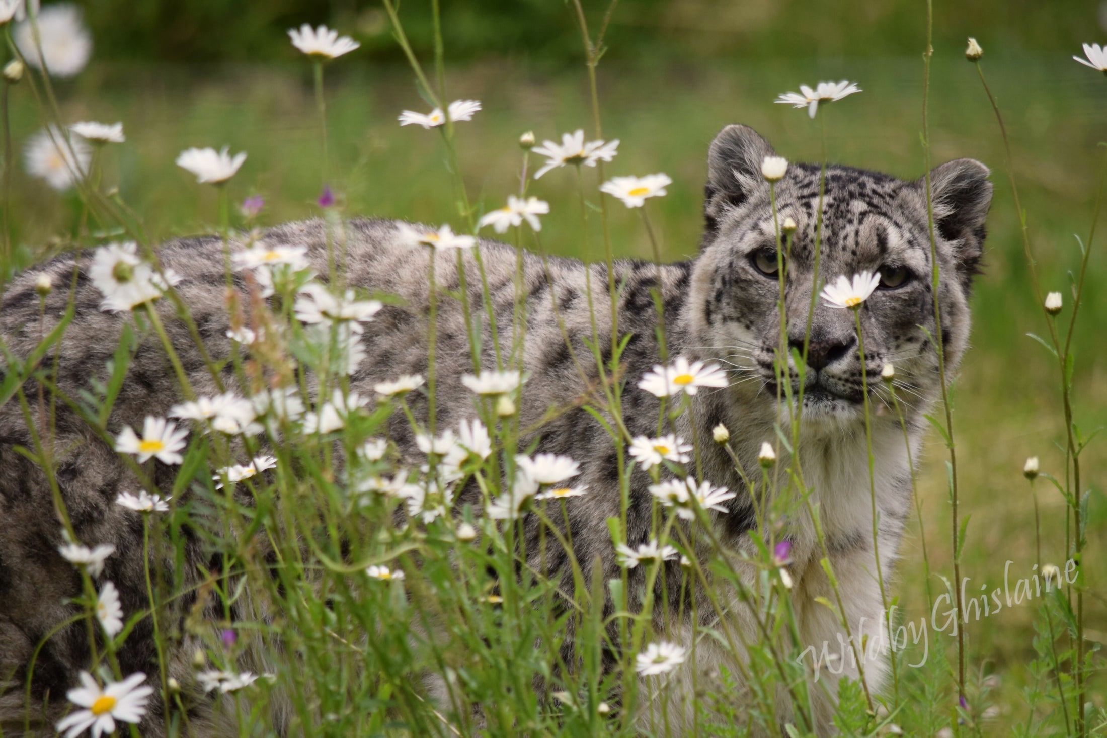 Striking Photographic Print - Wildlife Décor