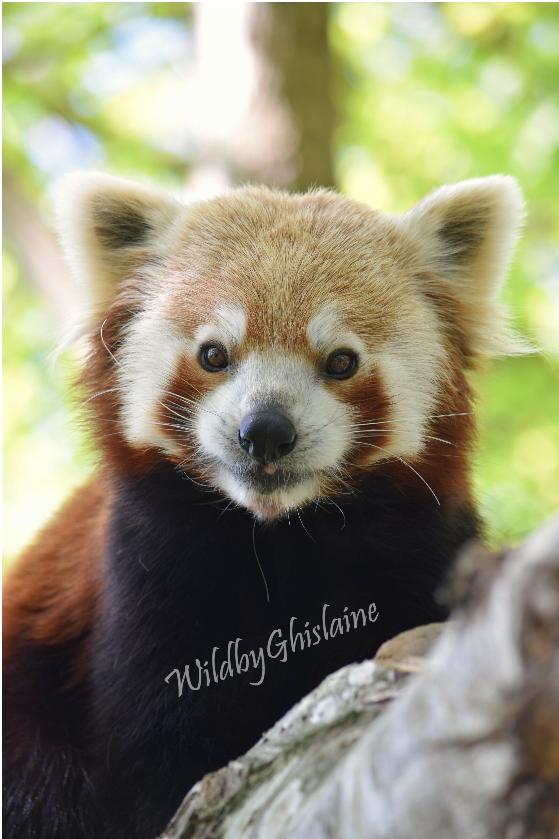 Striking Photographic Print - Wildlife Décor