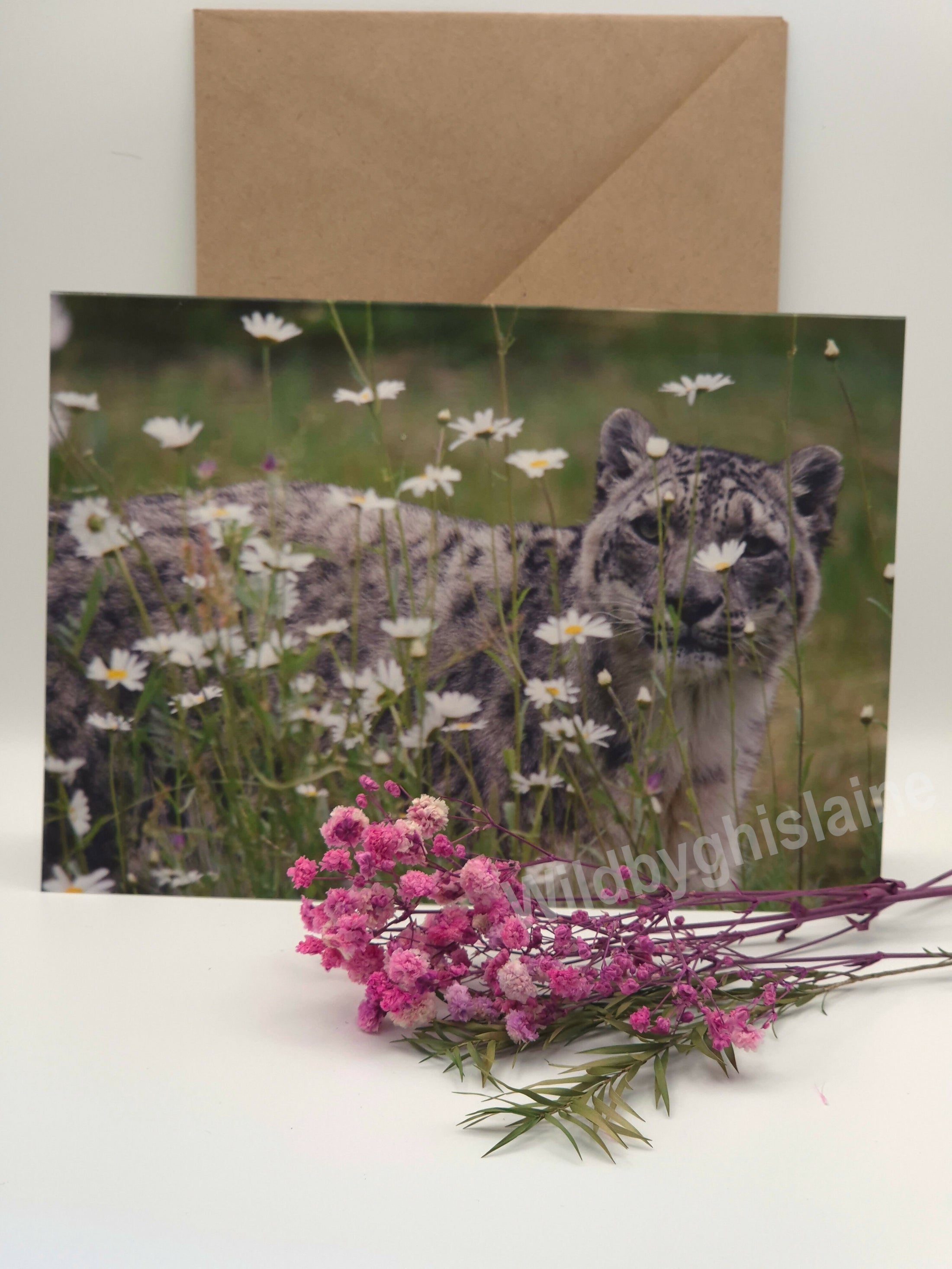 Beautiful Snow Leopard Greeting Cards