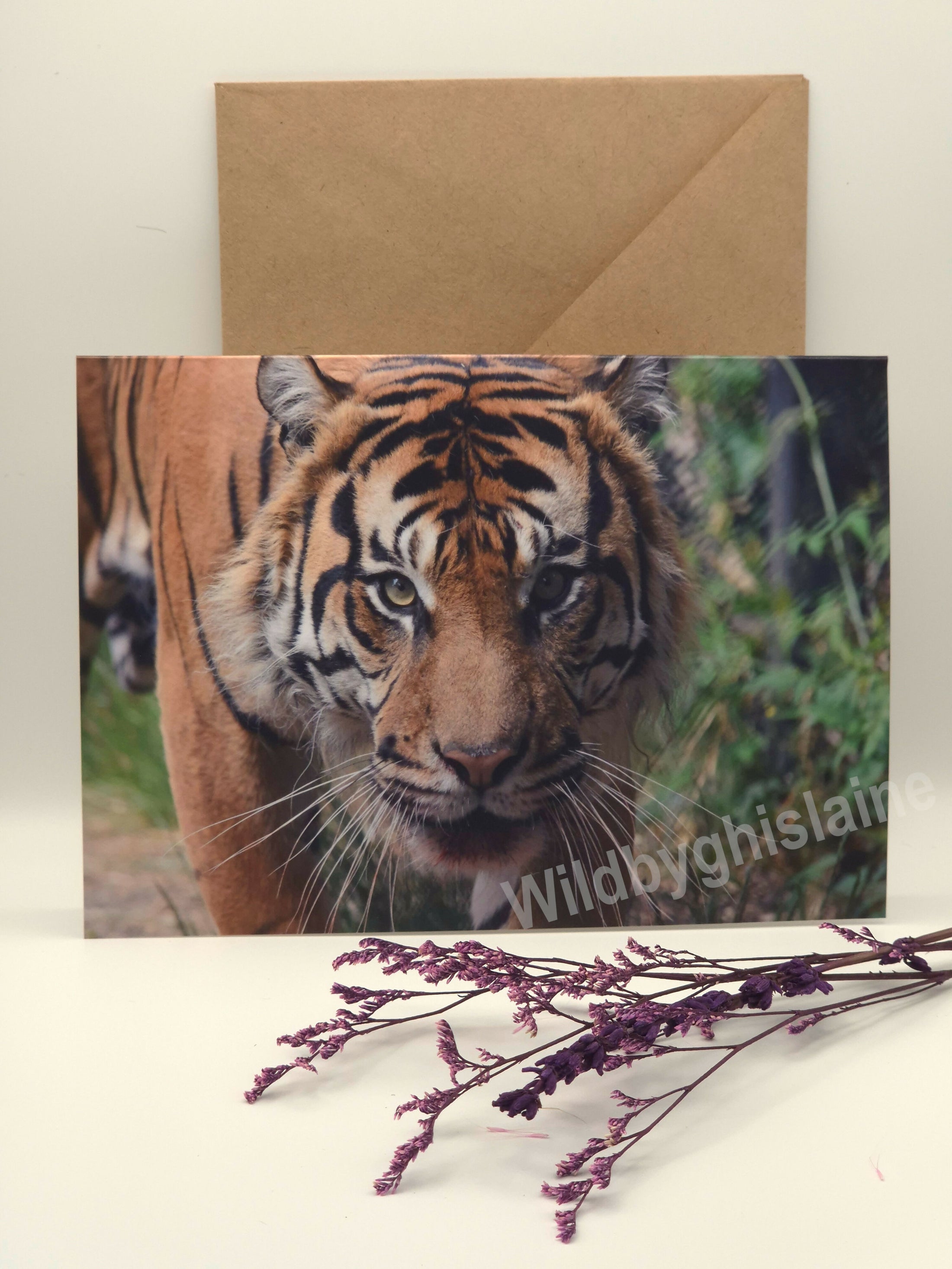 Majestic Sumatran Tiger Greeting Cards