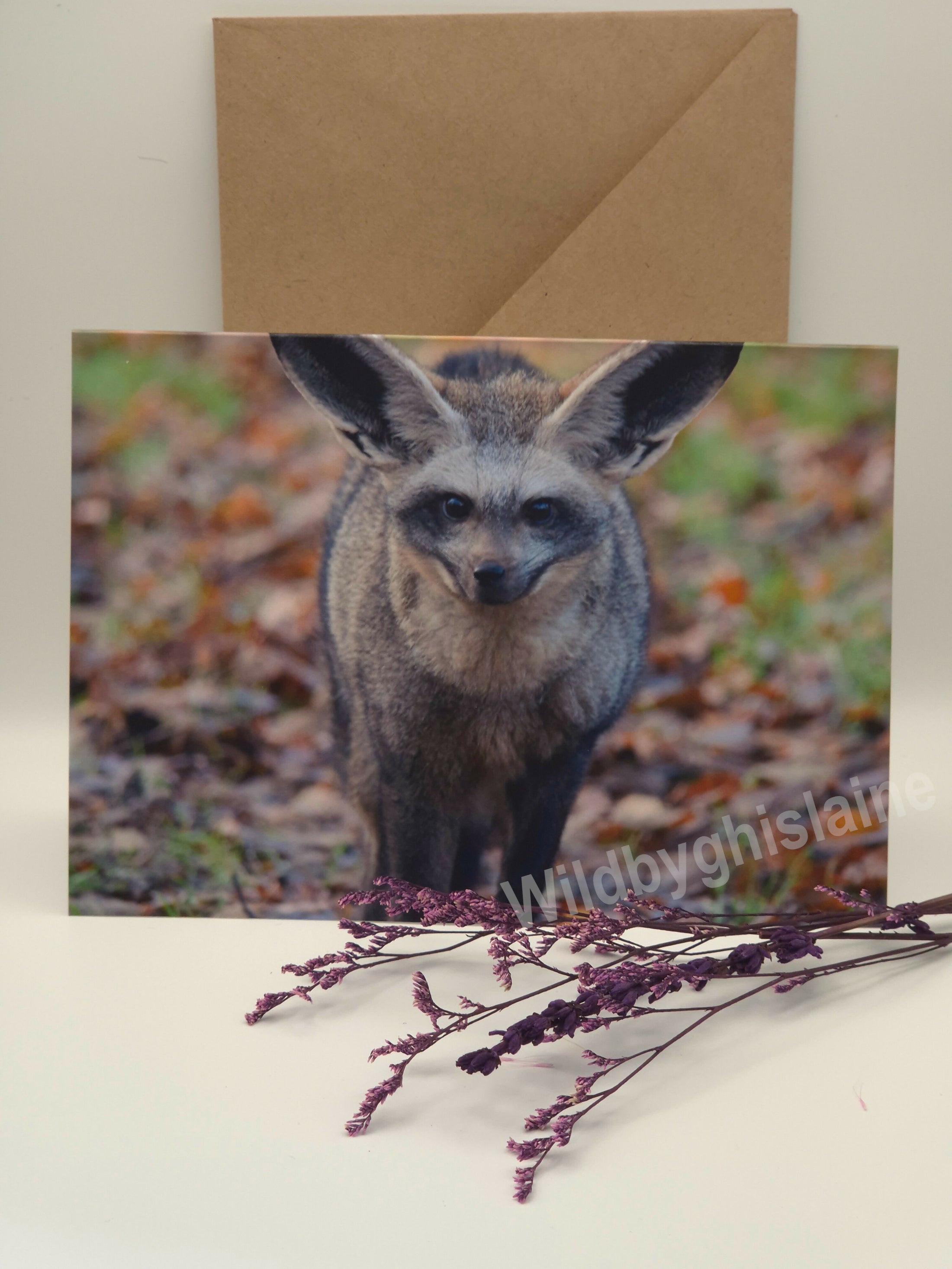 Wild Animal Greeting Cards
