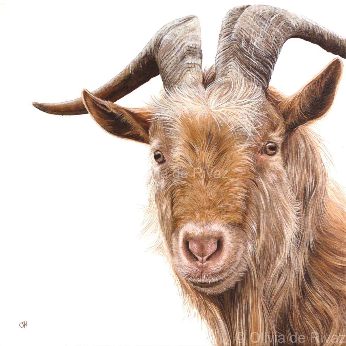 Golden Guernsey Goat - limited edition giclée canvas print