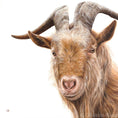 Load image into Gallery viewer, Golden Guernsey Goat fine art giclée print
