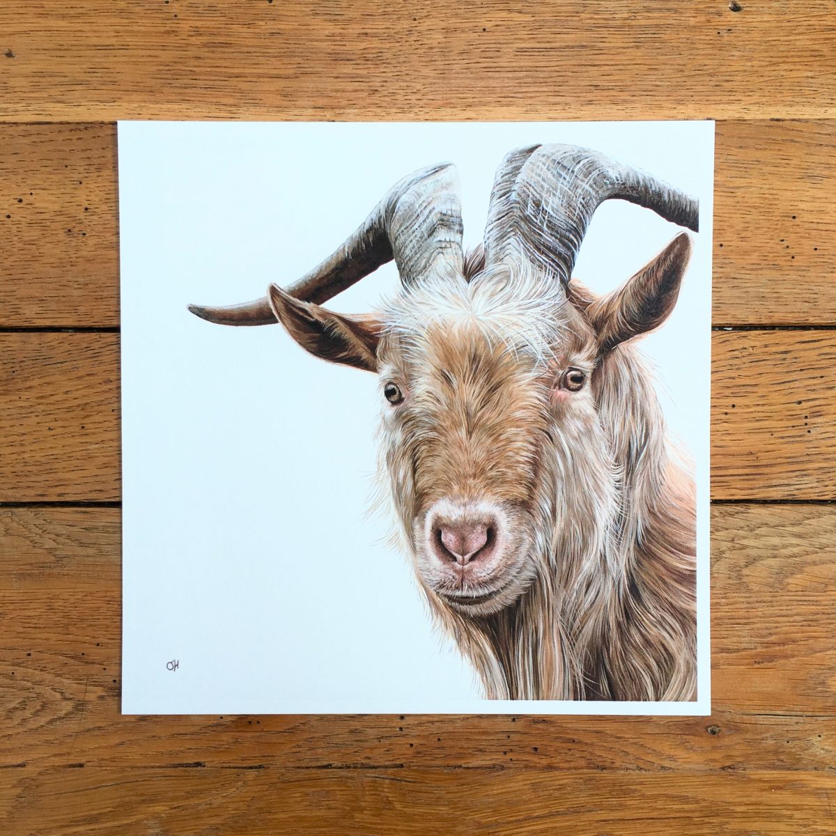Golden Guernsey Goat fine art giclée print