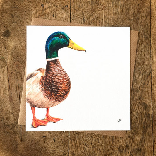 Mallard Duck Greetings Card