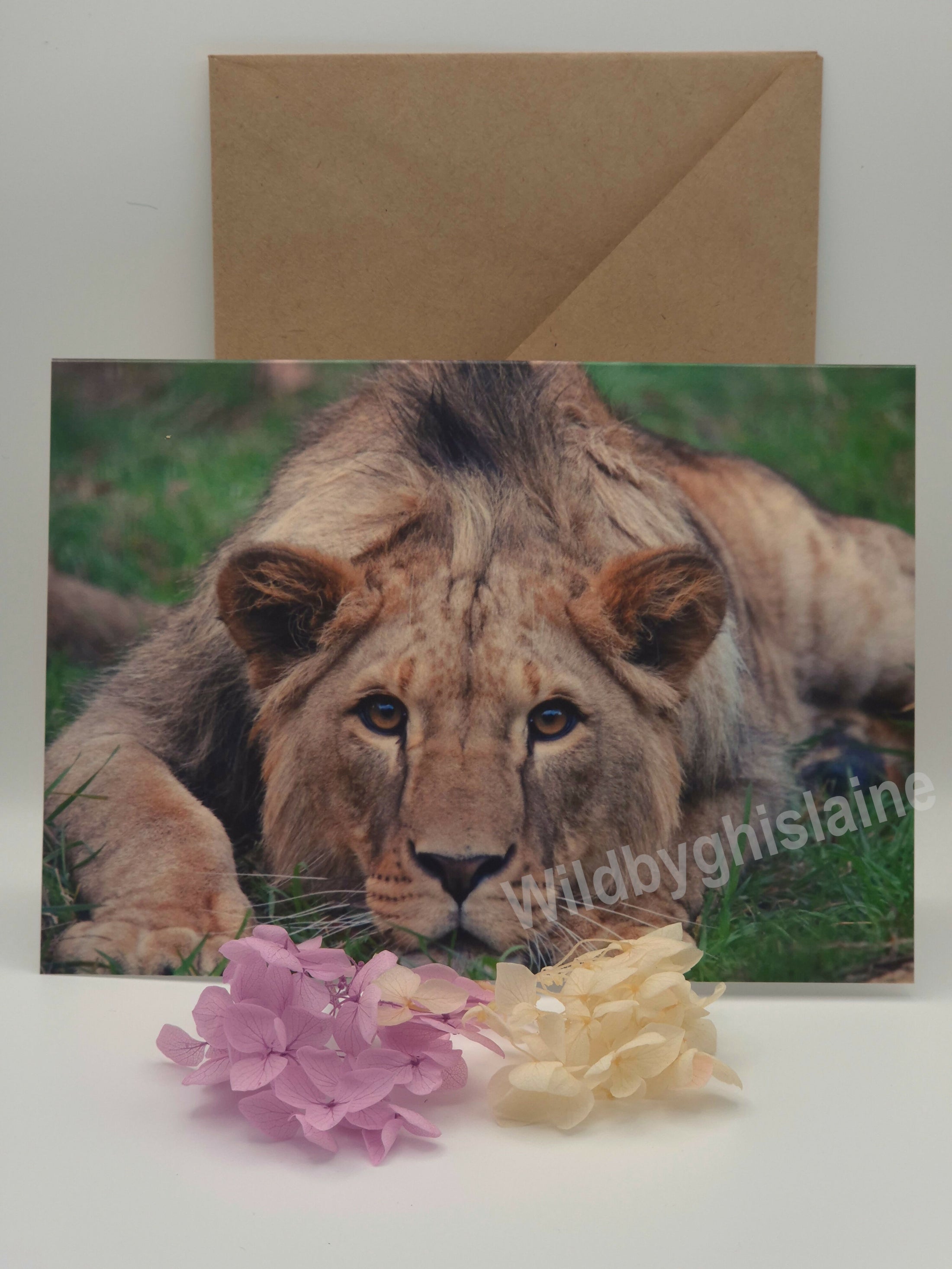 Majestic Lion Greeting Cards