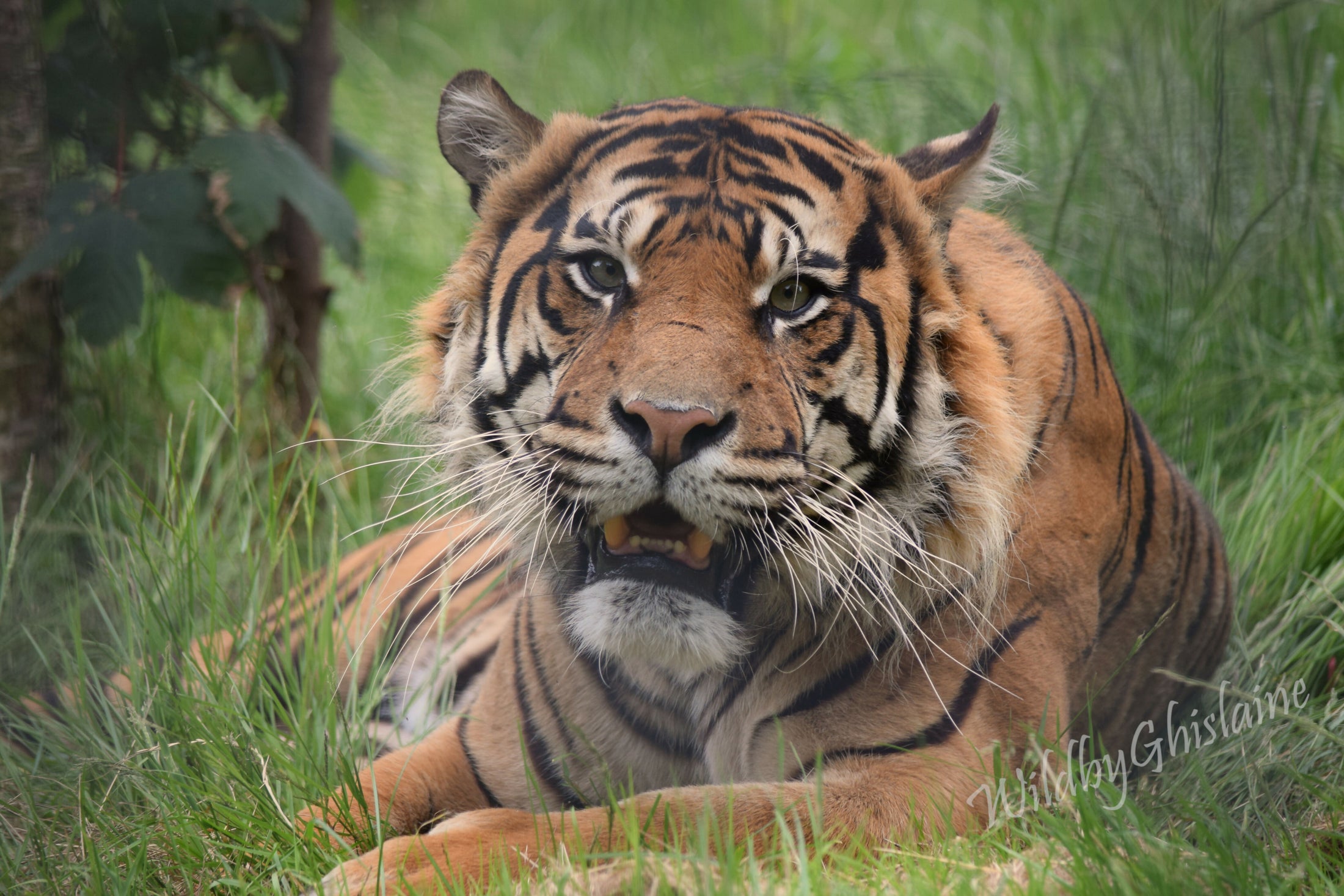 Striking Photographic Print - Wildlife Décor