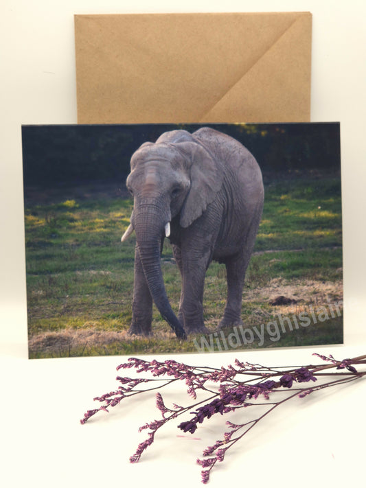 Wild Animal Greeting Cards
