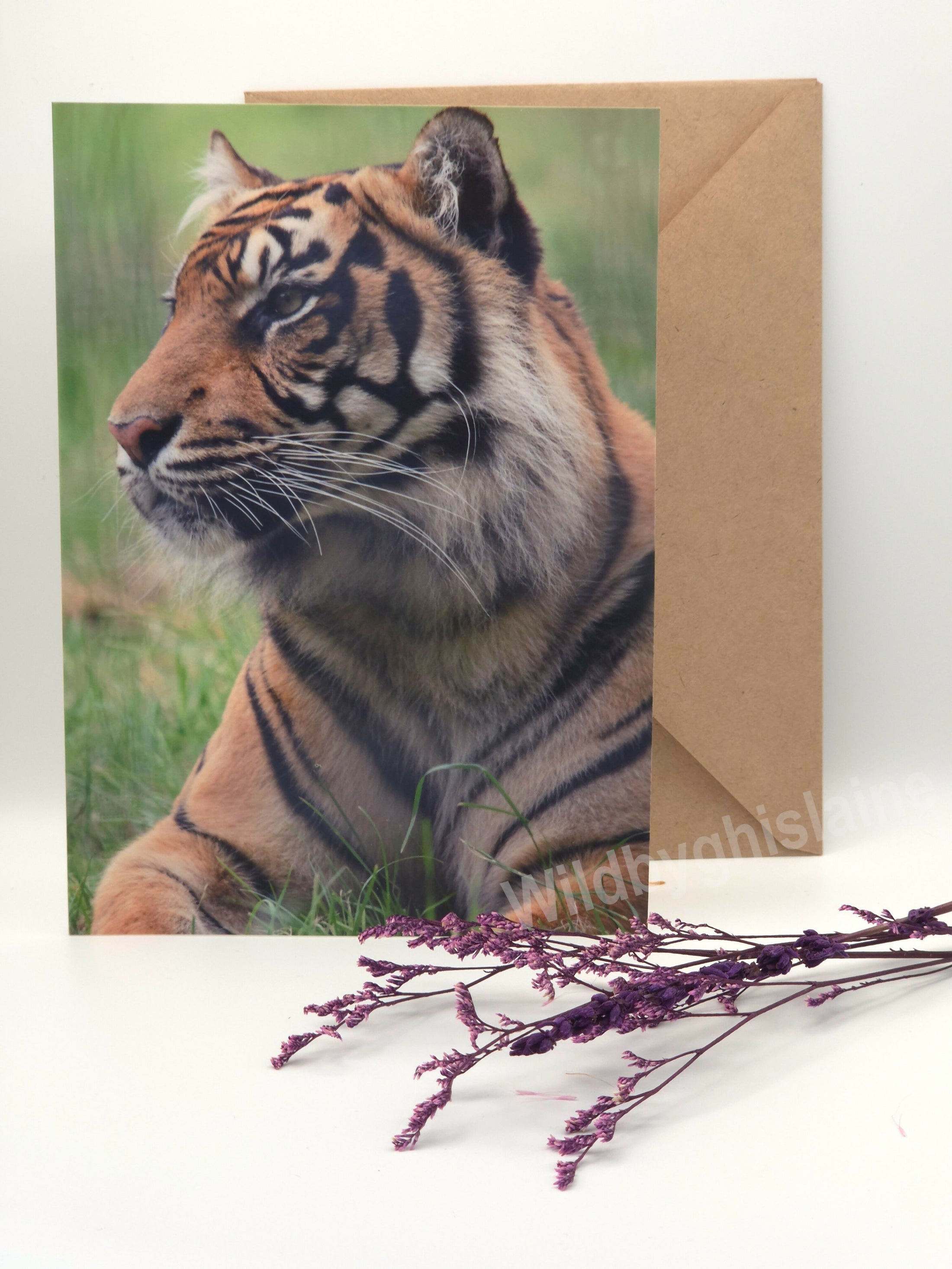 Majestic Sumatran Tiger Greeting Cards