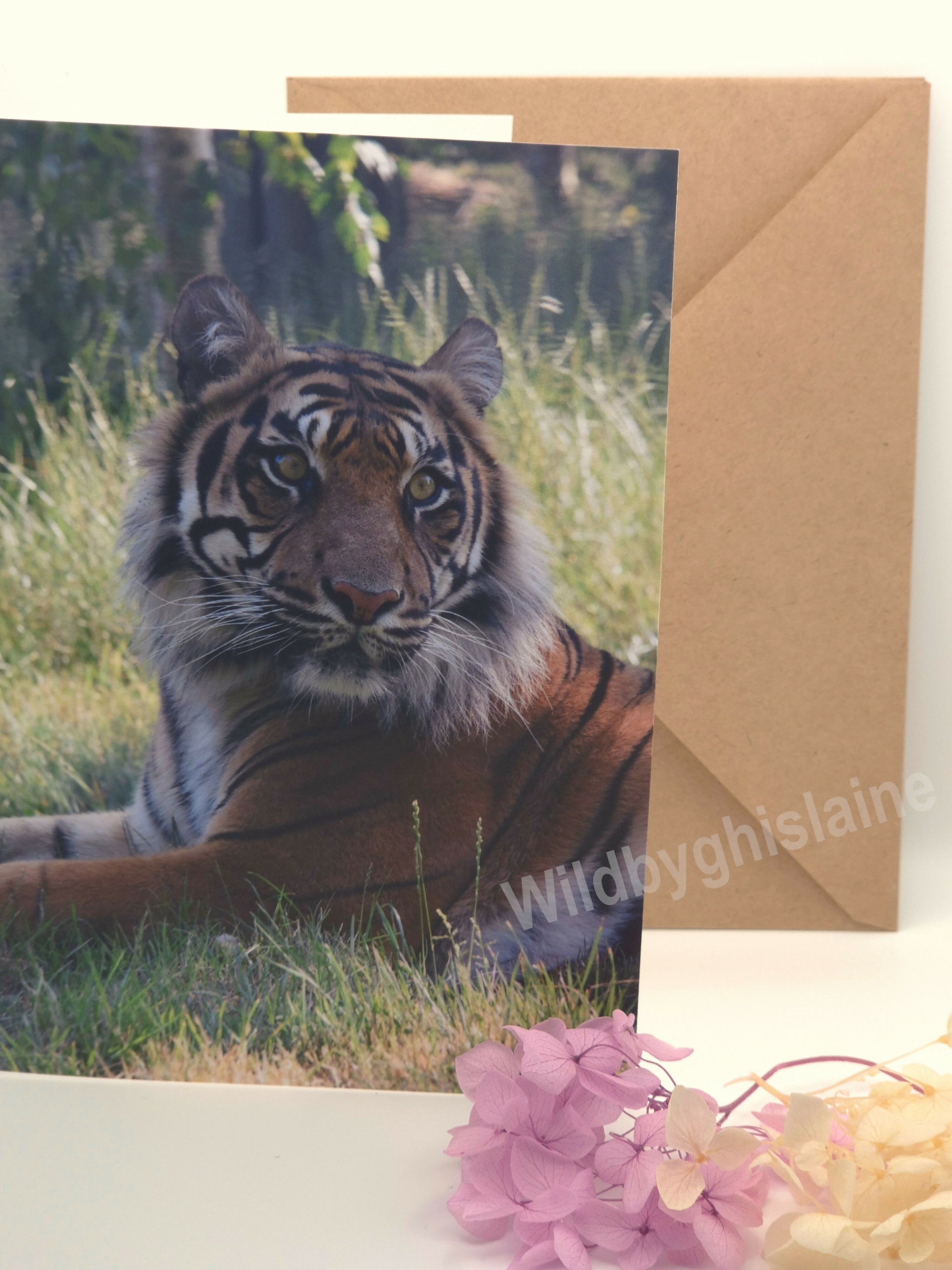Majestic Sumatran Tiger Greeting Cards