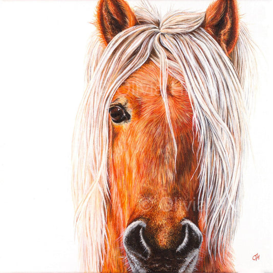 Dartmoor Pony fine art giclée print