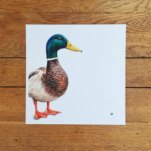 Mallard duck fine art giclée print