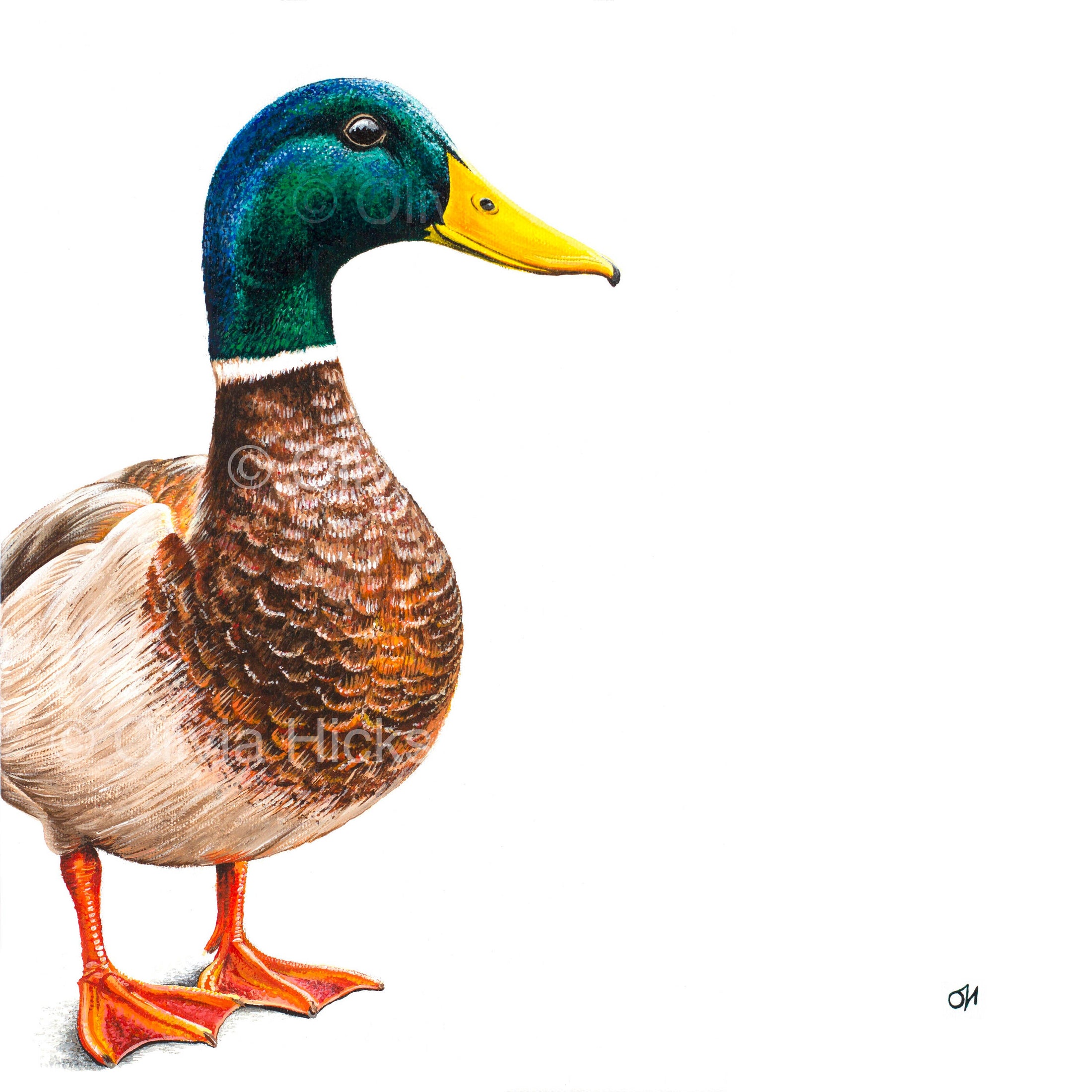 Mallard duck fine art giclée print