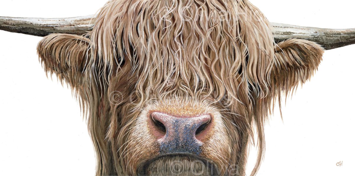 Highland Cow fine art giclée print