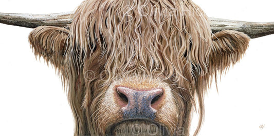 Highland Cow - limited edition giclée canvas print