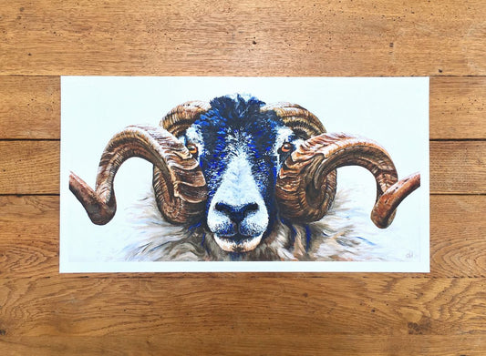 Swaledale Ram fine art giclée print