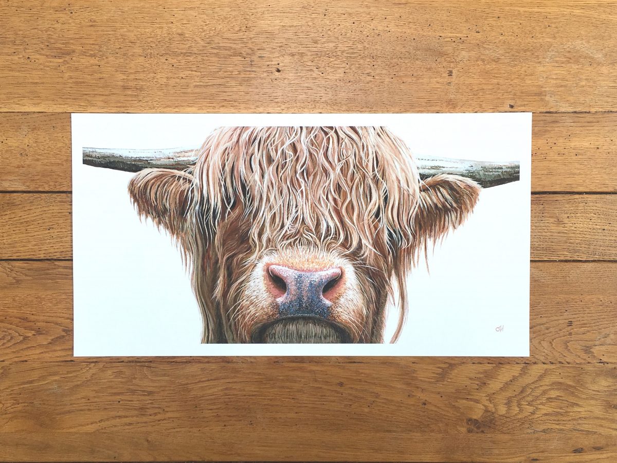 Highland Cow fine art giclée print