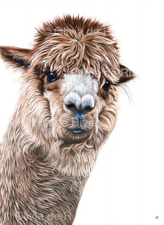 Alpaca - limited edition giclée canvas print