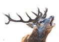 Load image into Gallery viewer, Bellowing Stag fine art giclée print
