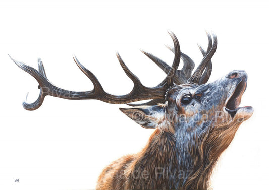 Bellowing Stag - limited edition giclée canvas print