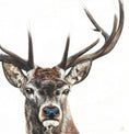 Load image into Gallery viewer, Stag - limited edition giclée canvas print
