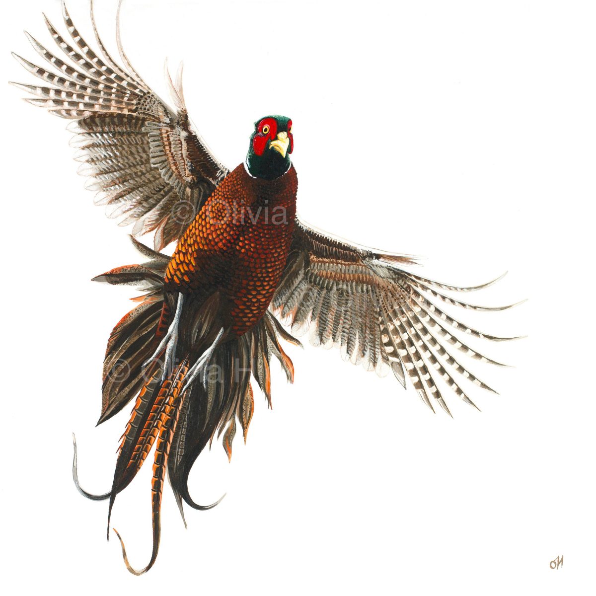 Flushed Pheasant - limited edition giclée canvas print