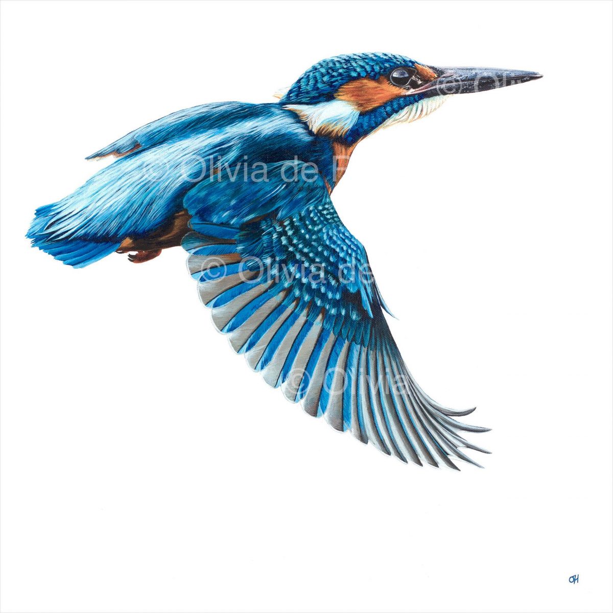 Kingfisher - limited edition giclée canvas print