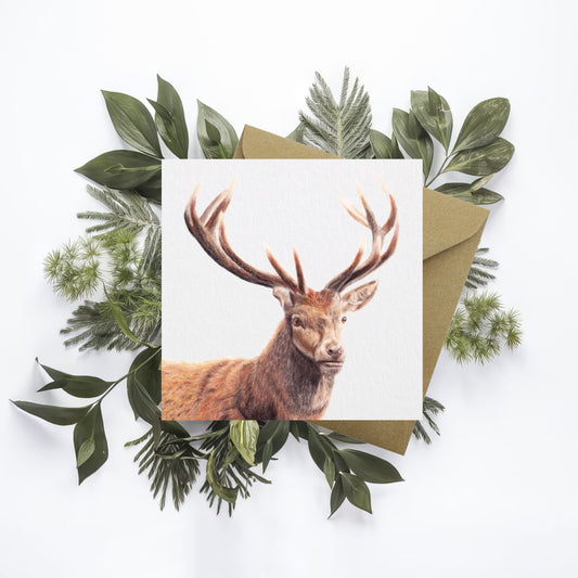Stag Greetings Card: Original Coloured Pencil Art, Wildlife Christmas Card, Any Occasion