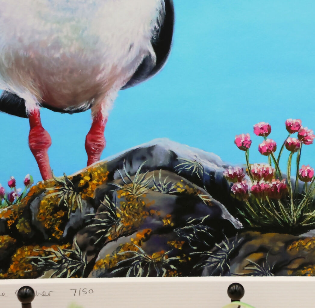Oystercatcher Painting - Limited Edition Giclee Print of The Eye of the Catcher