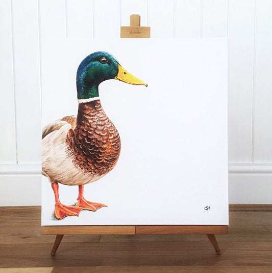 Mallard Duck - limited edition giclée canvas print