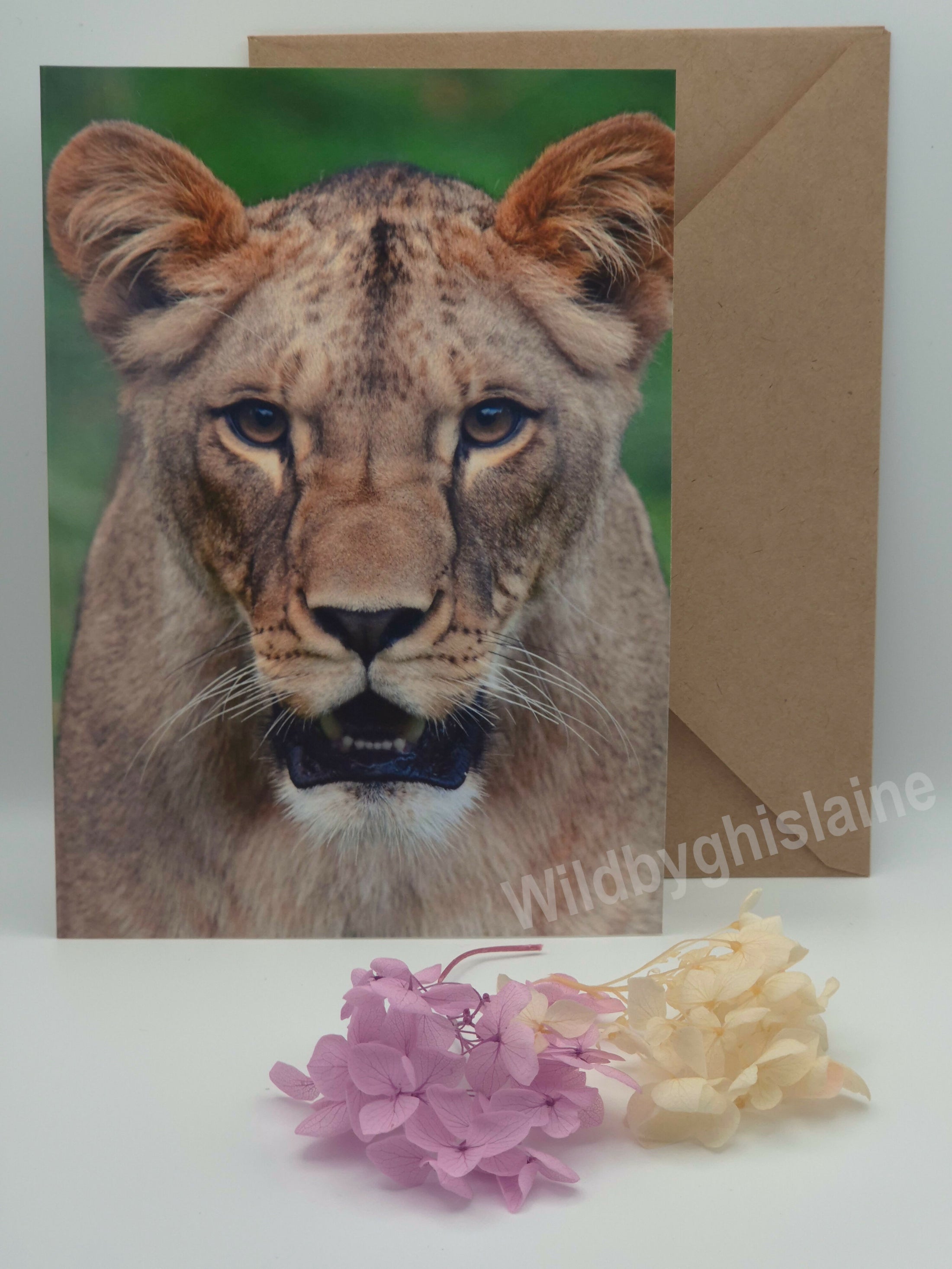 Majestic Lion Greeting Cards