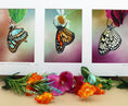 Load image into Gallery viewer, Triple Butterflies I 3
