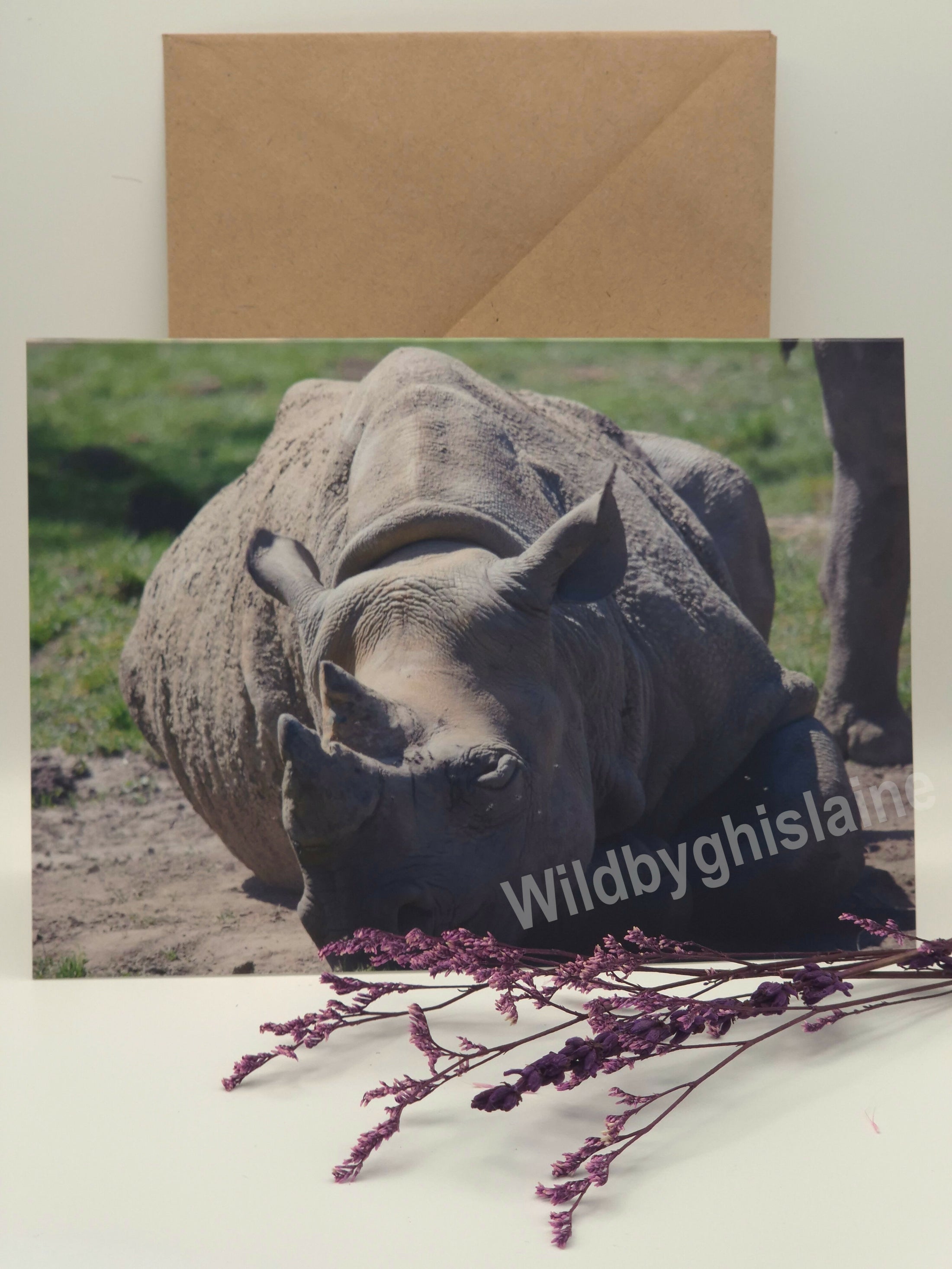 Wild Animal Greeting Cards