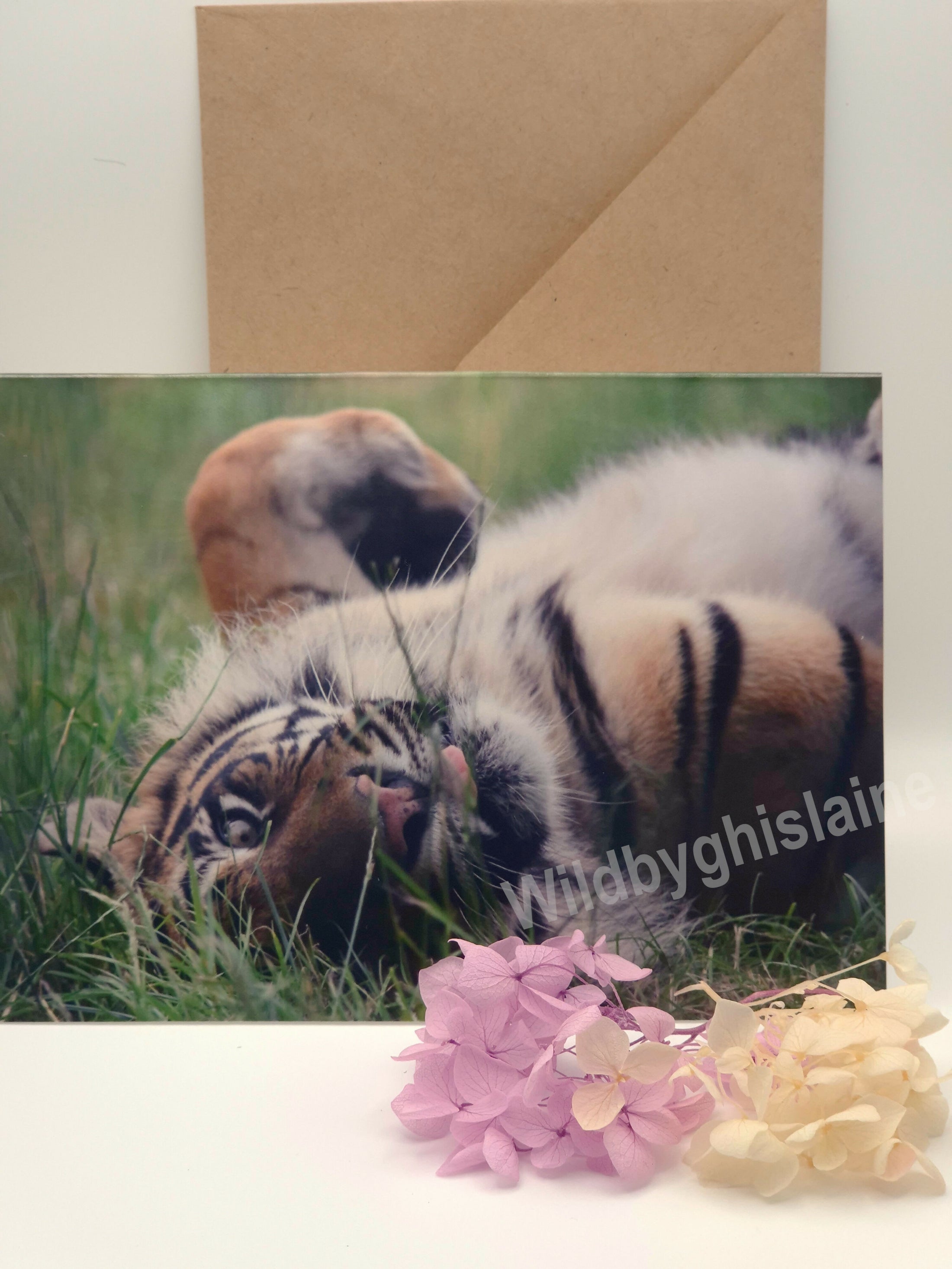 Majestic Sumatran Tiger Greeting Cards