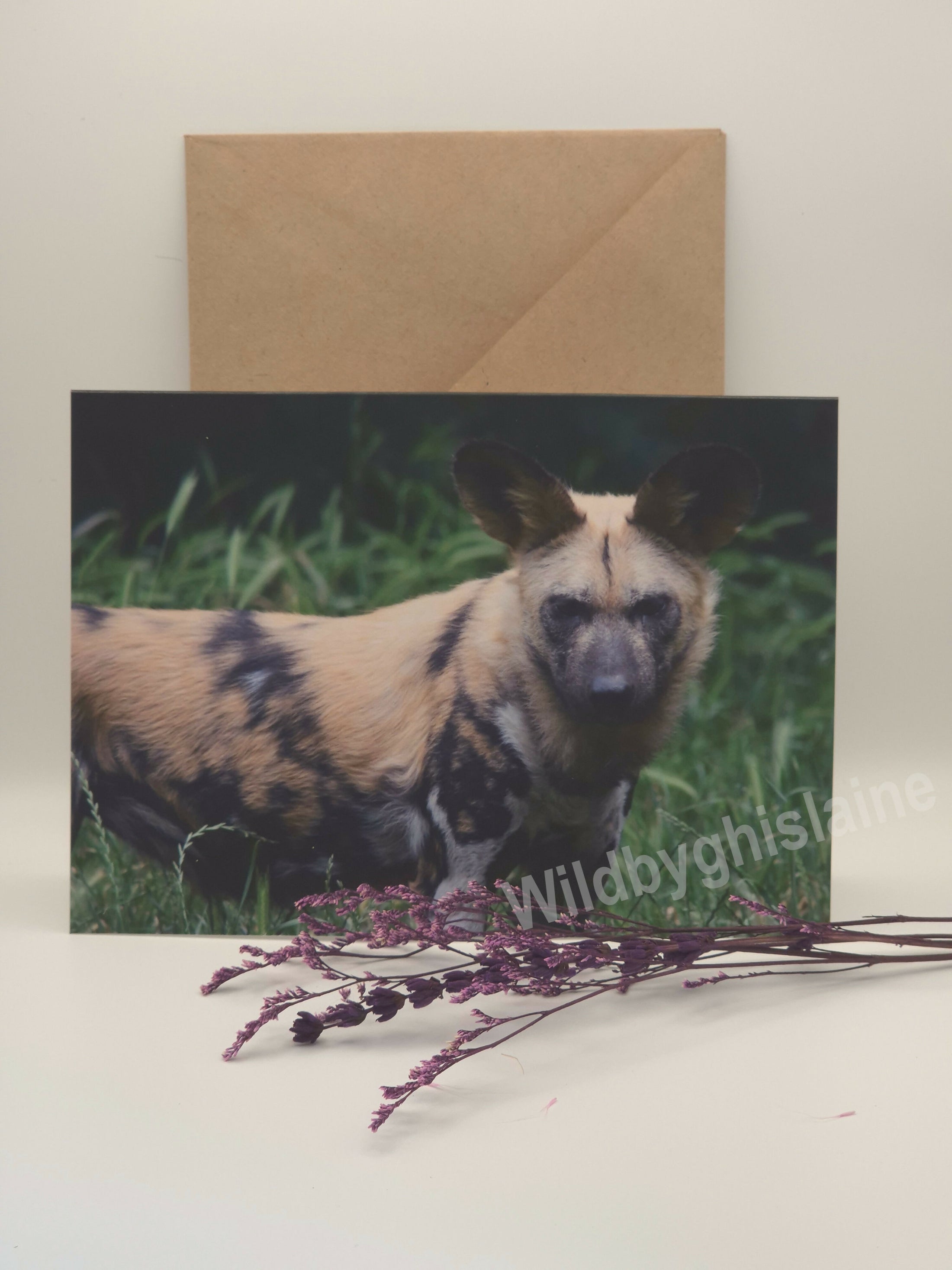 Wild Animal Greeting Cards