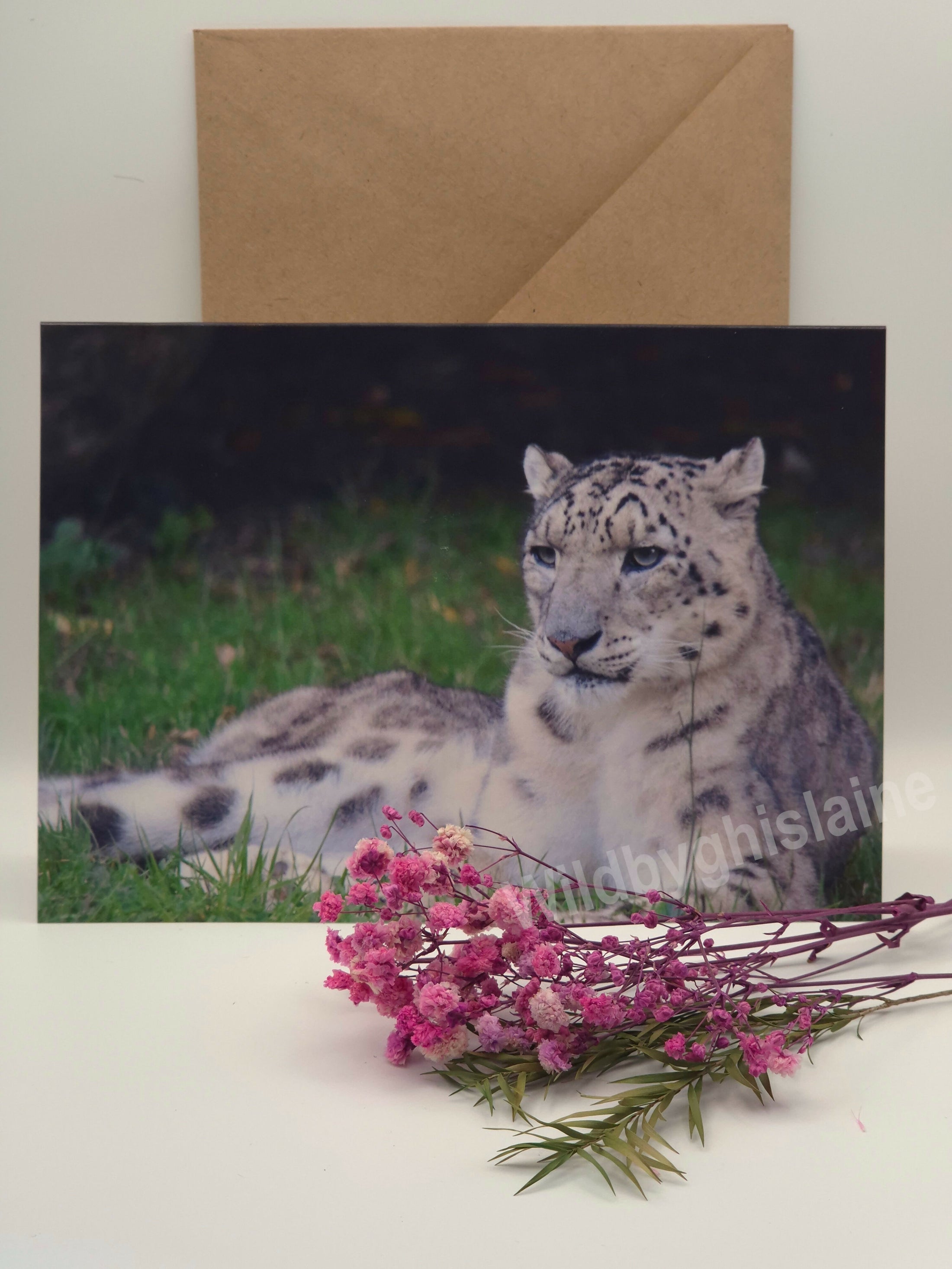 Beautiful Snow Leopard Greeting Cards