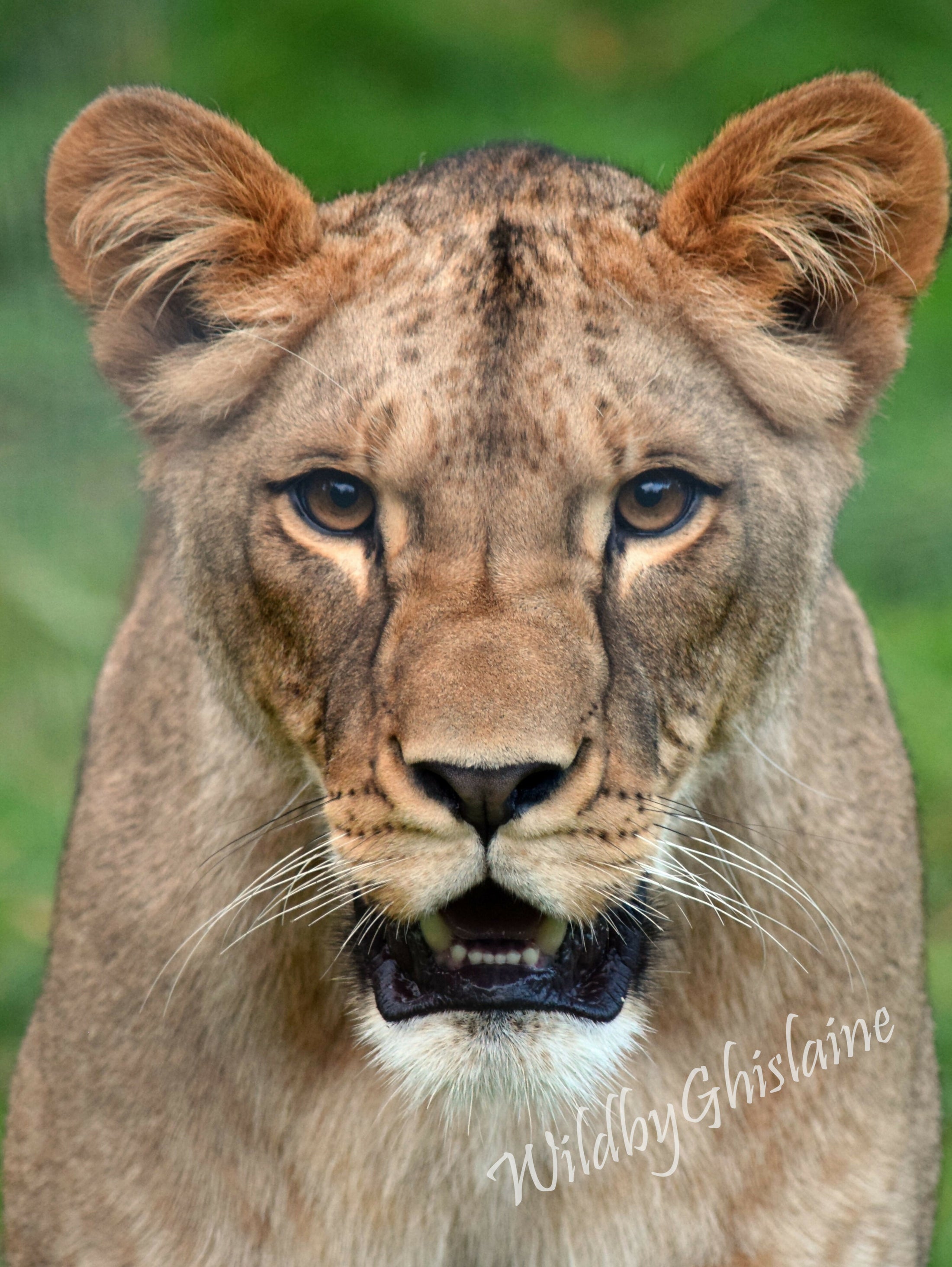 Striking Photographic Print - Wildlife Décor