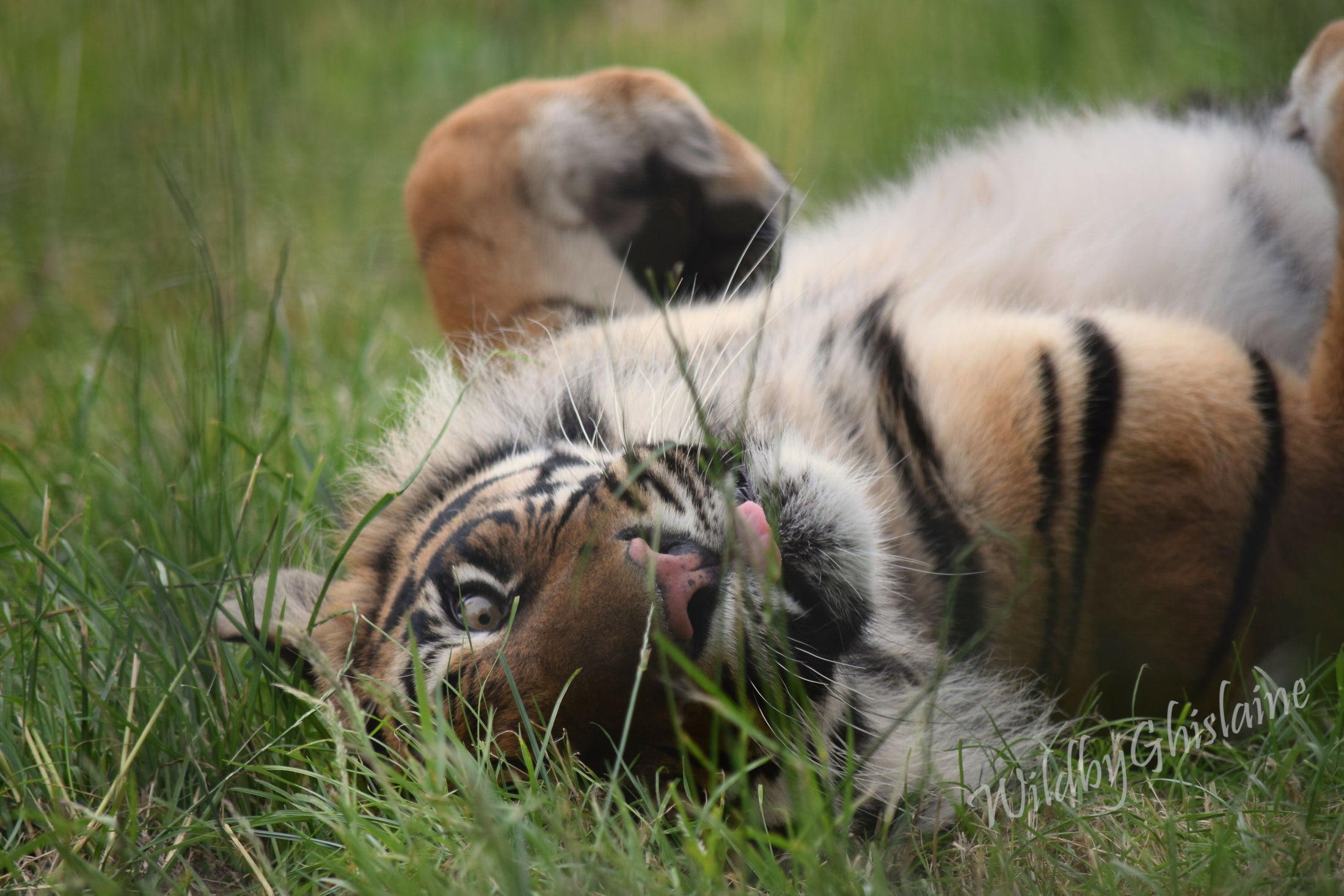 Striking Photographic Print - Wildlife Décor