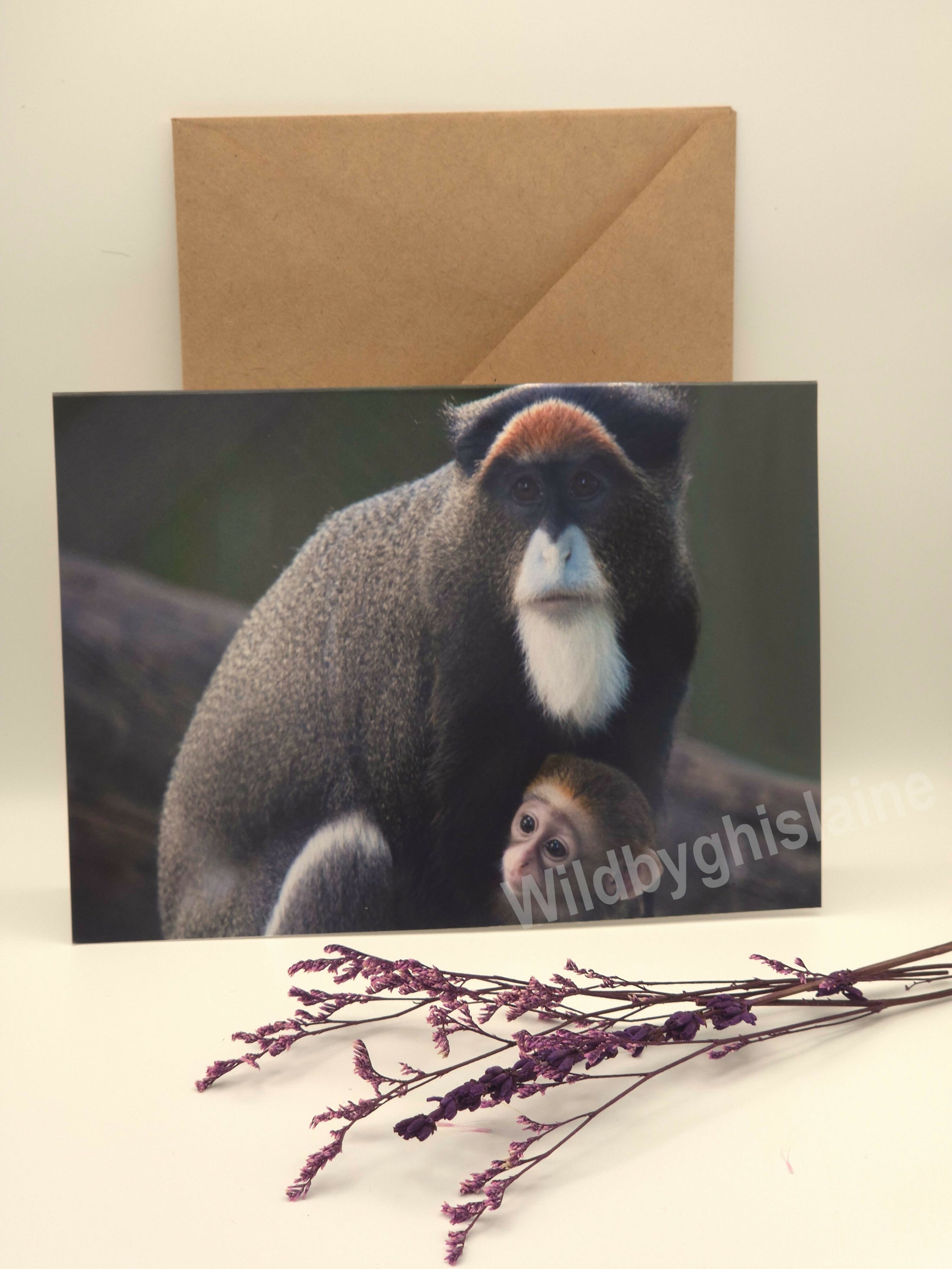 Wild Animal Greeting Cards
