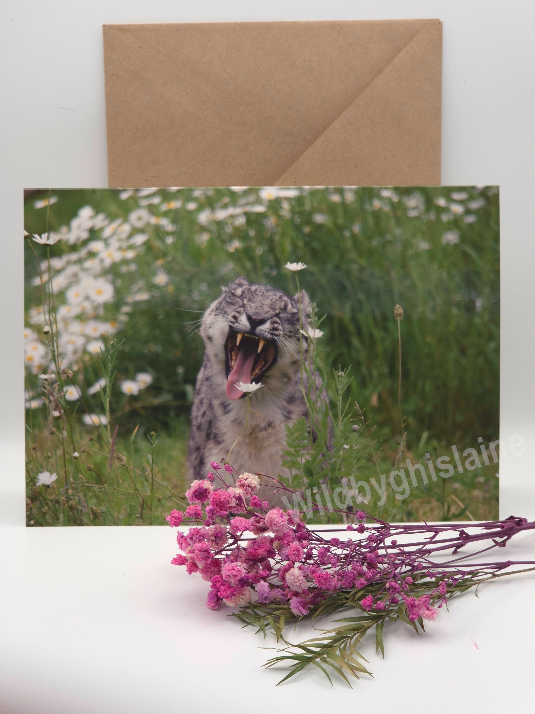 Beautiful Snow Leopard Greeting Cards
