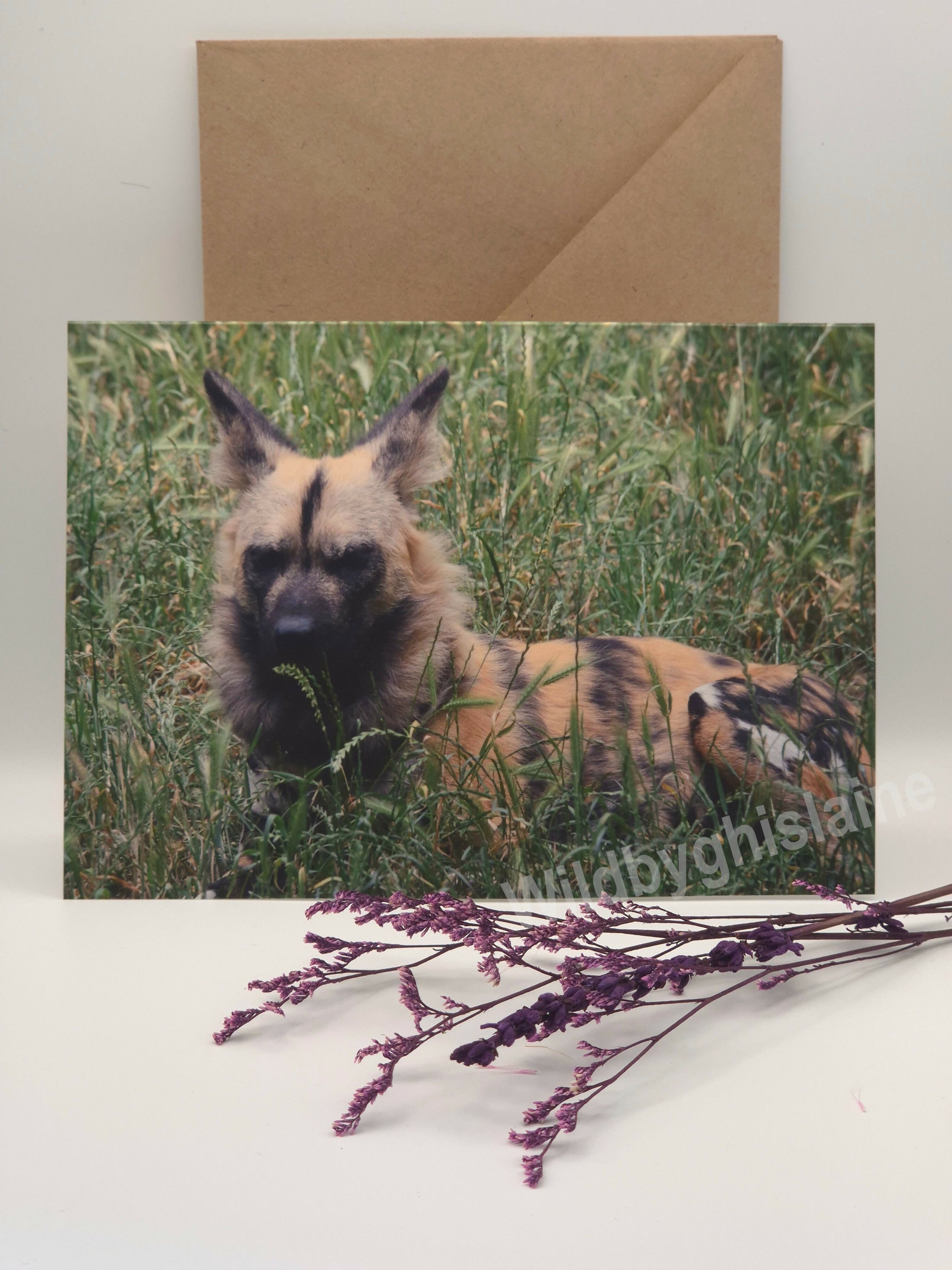 Wild Animal Greeting Cards